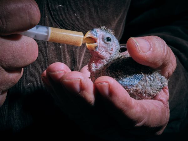 Anonymous owner feeding lovebird chick with syringe