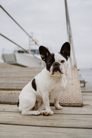 Cute dog on pier near sea