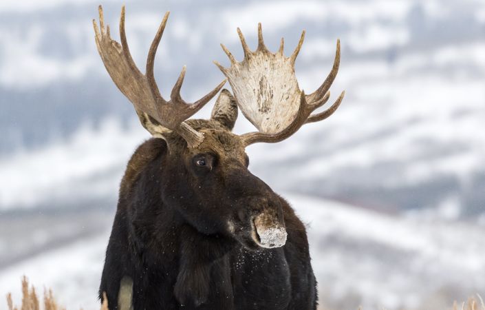Moose on snow covered ground