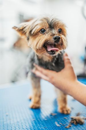Happy dog on grooming table