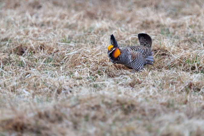 A male Prairie Chicken on the booming grounds at Hamden Slough National Wildlife Refuge in Hamden Township, Minnesota