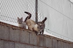 Cute wild cats sneaking under a fence