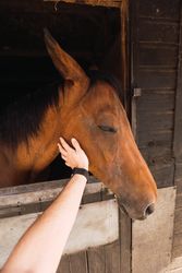 Person petting chestnut horse in wooden stable