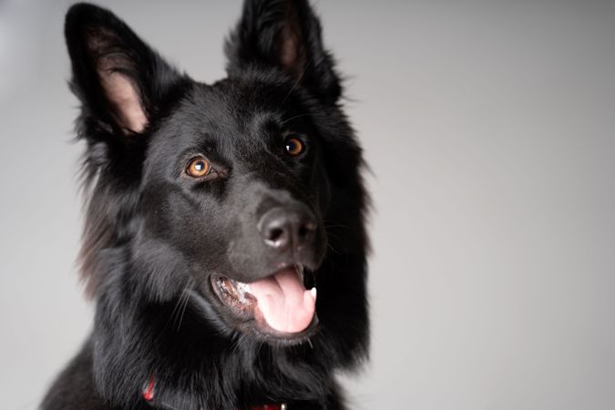 Portrait of older dark brown german shepherd dog with copy space