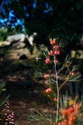 Hummingbird approaching red flower for nectar