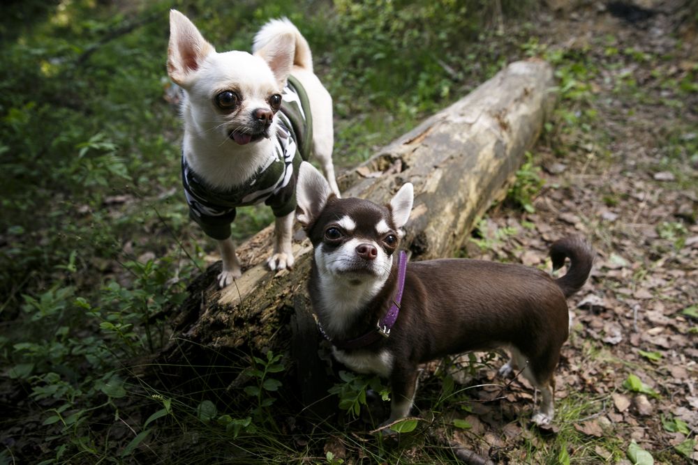Two Chihuahuas in forest setting