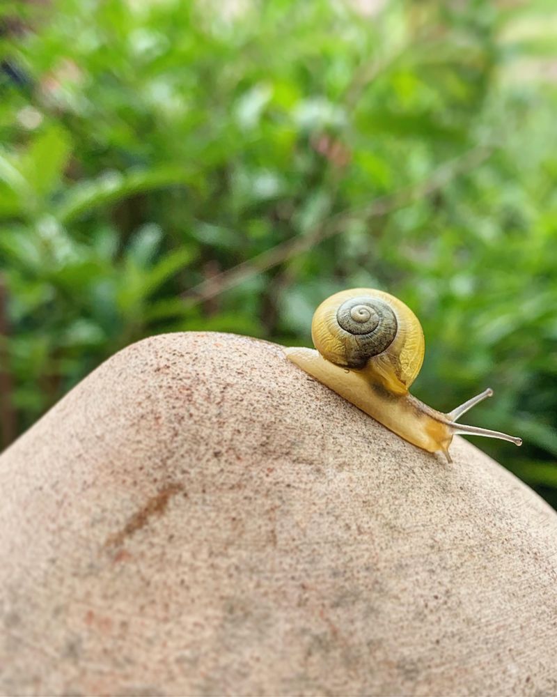 Brown snail on brown rock
