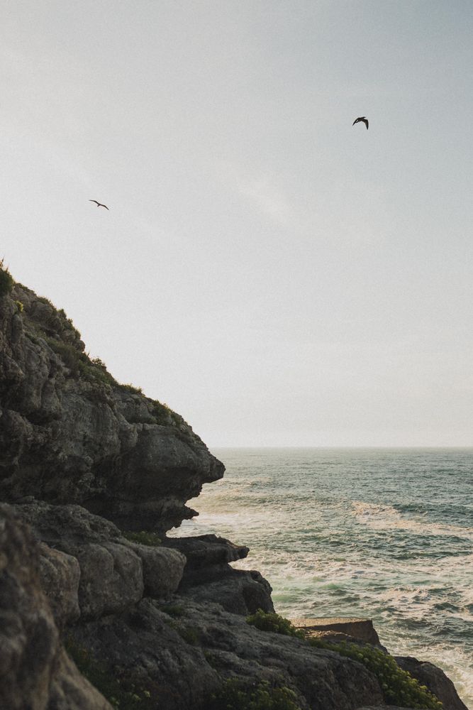 Birds flying over rocky beach