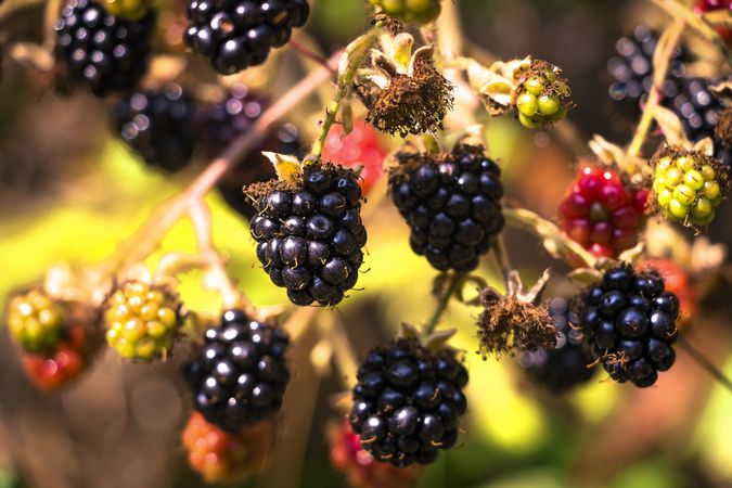 Dark berries on bush in nature