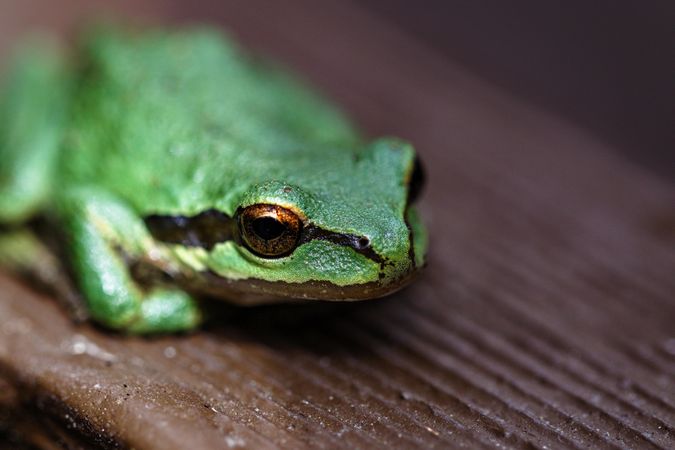Small green frog on wooden table