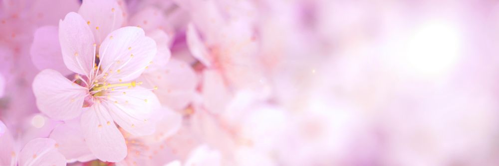 Pink flower in close-up