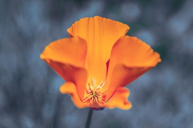 Close up of texture of side of orange poppy
