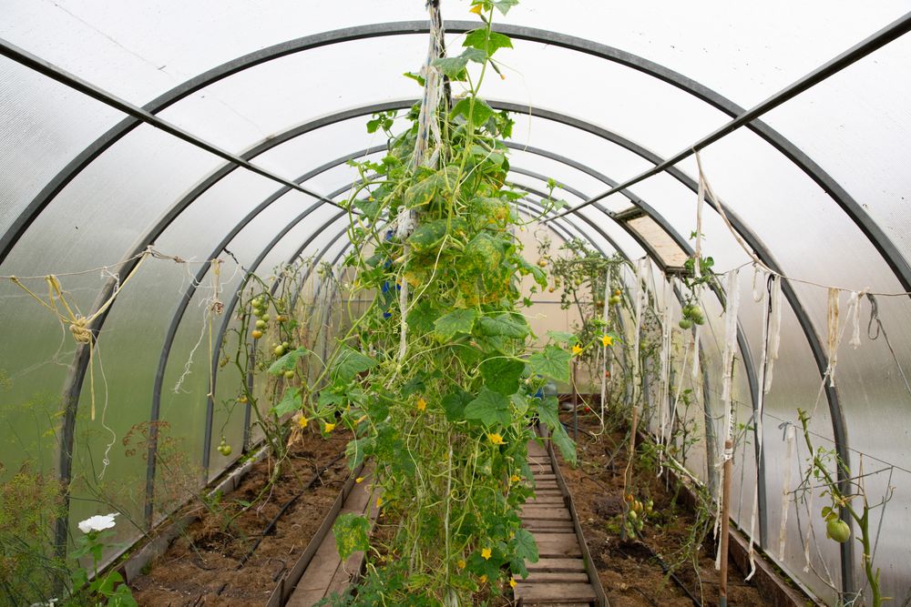 Simple greenhouse growing food for self-sufficiency
