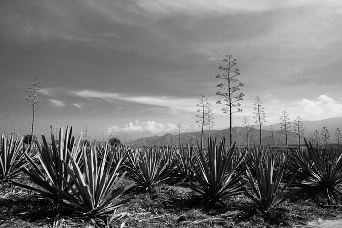 Field of blooming agave