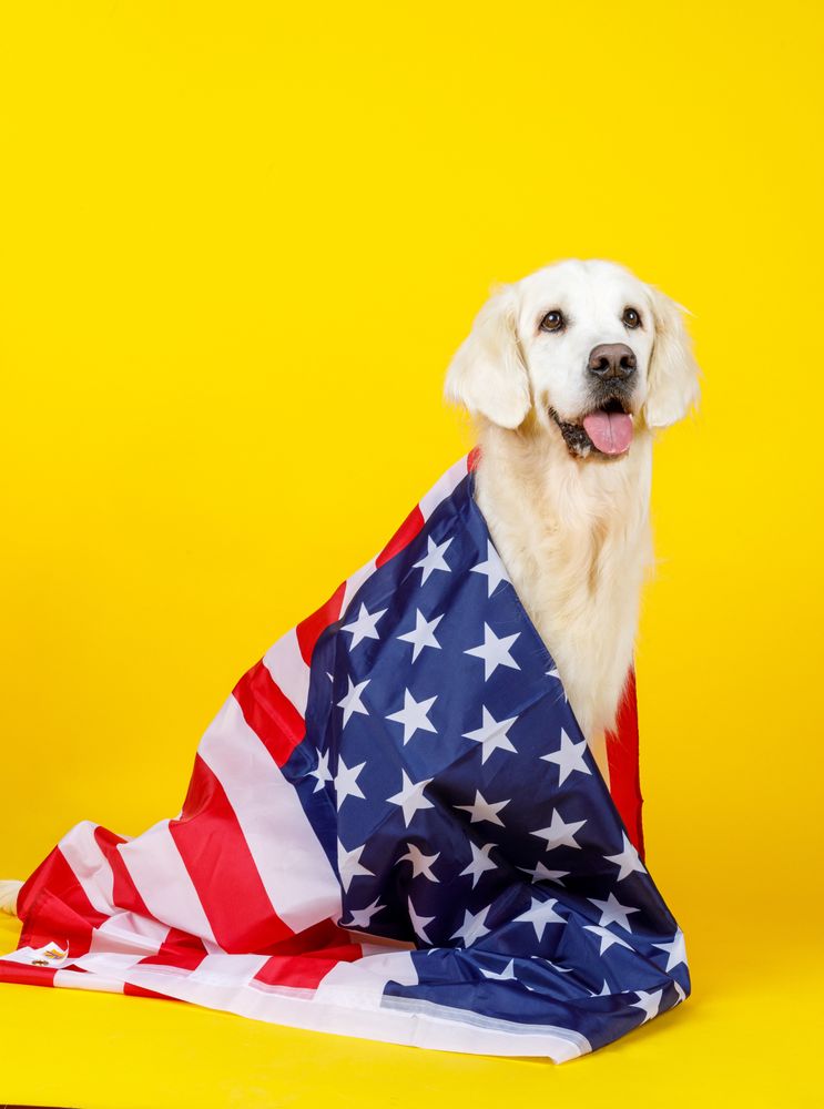 dog covered with American flag