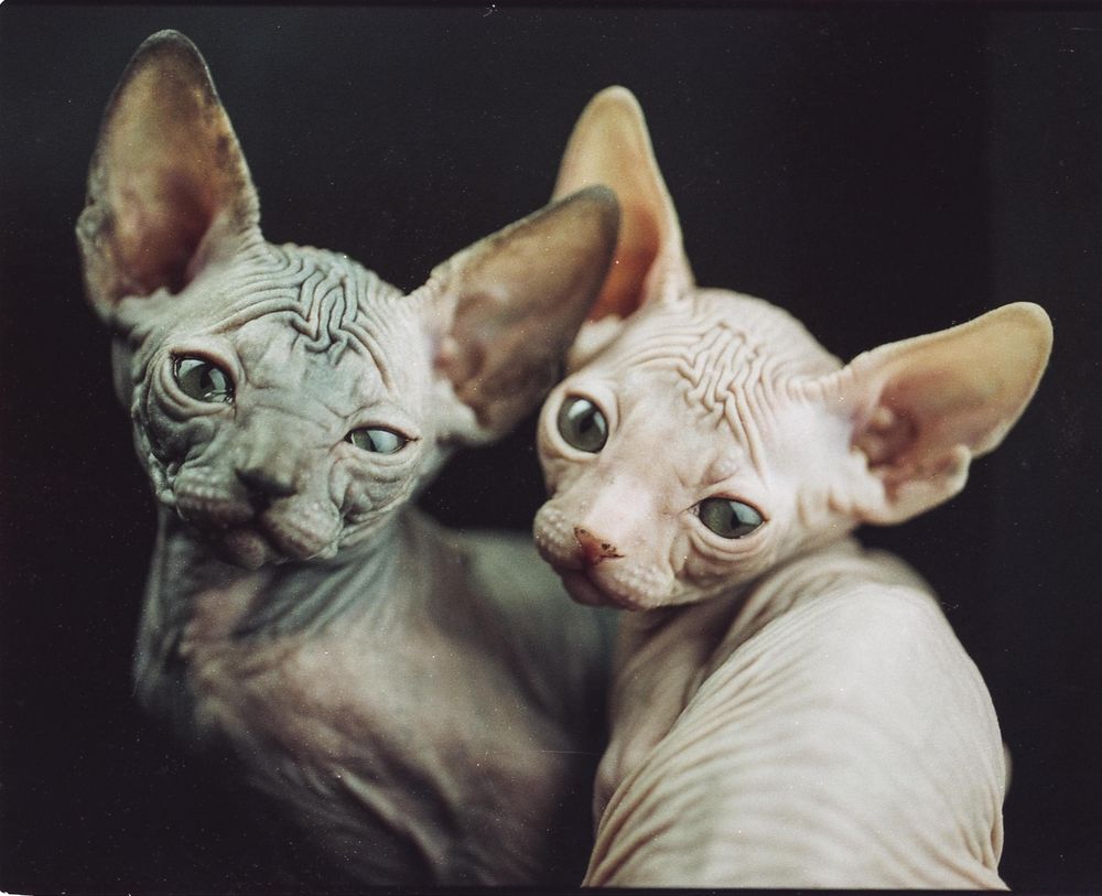 Portrait of two sphynx