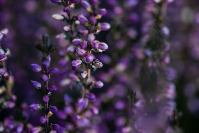 Calluna flowers in a garden