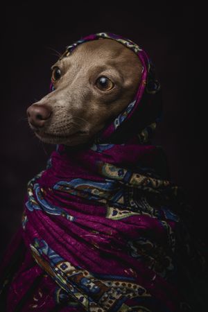Italian Greyhound dog with scarf