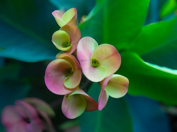 euphorbia flower