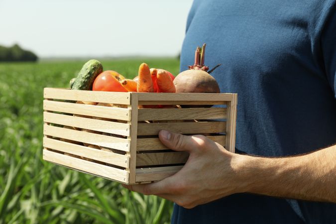 Man with wooden box of vegetables in corn field. Farming