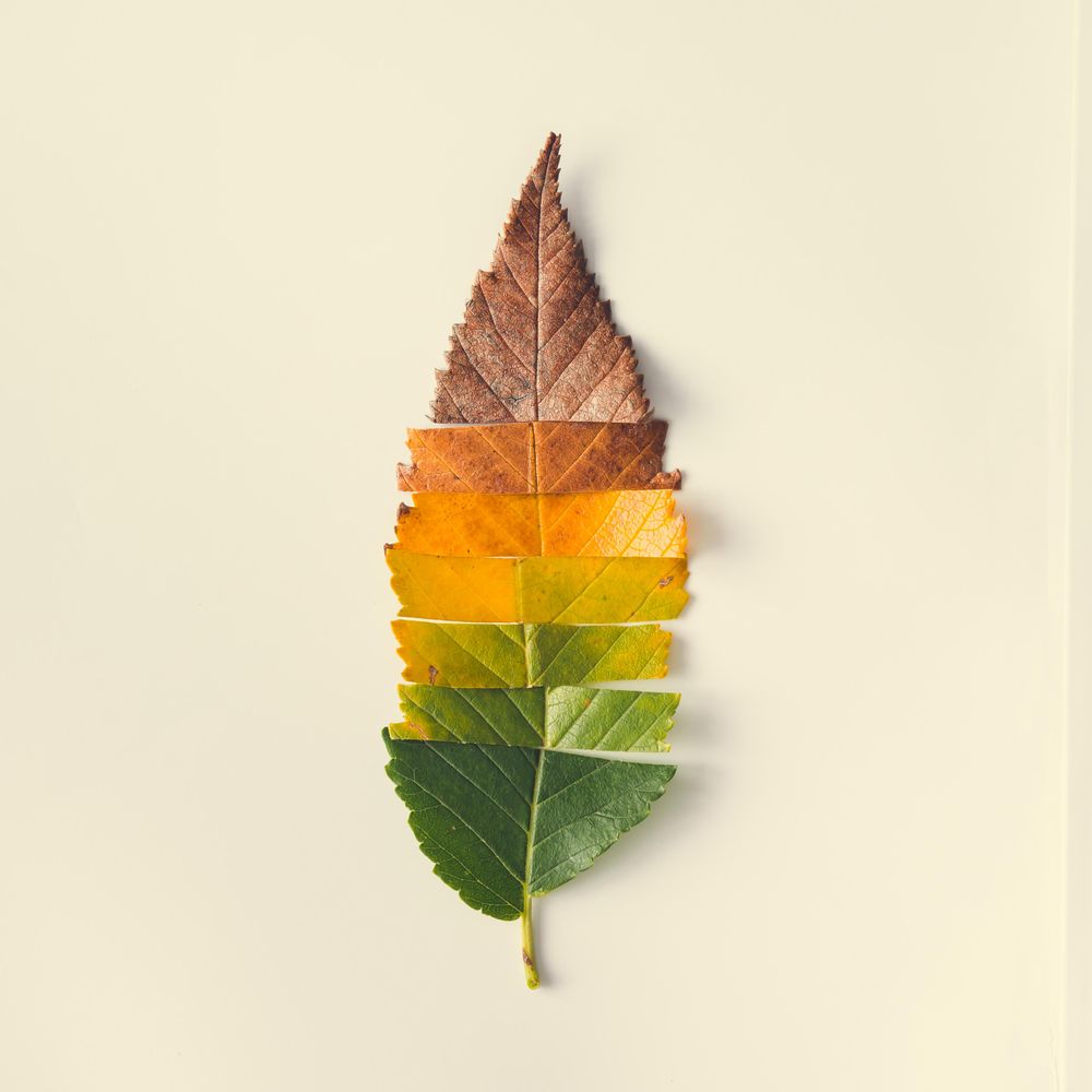 Autumn leaf cut in strips from green to red on light background