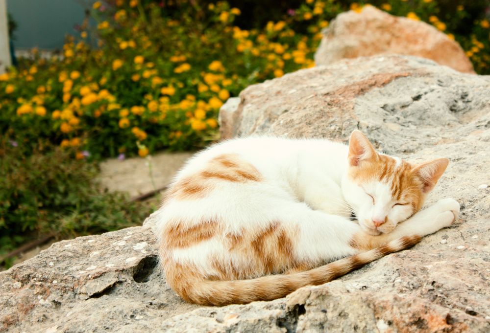 Sunbathing cat