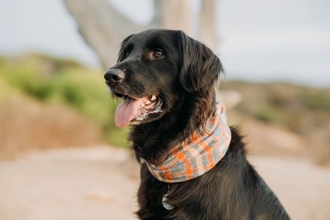Dark Labrador retriever on selective focus