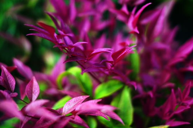 Various flowers growing in garden