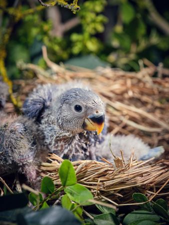 Little gray bird chick in nest among plants