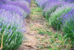 Summer field with flowering lavender