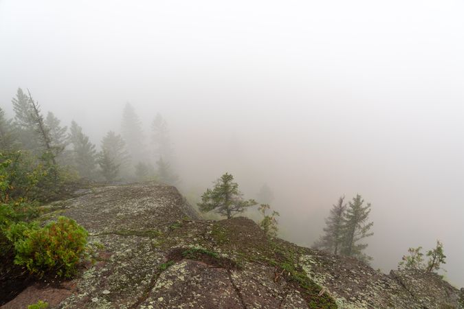 Foggy forest