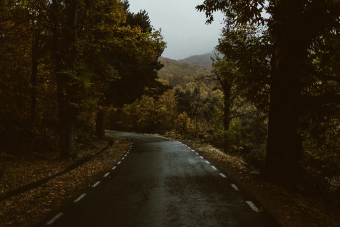 Narrow asphalt road in forest