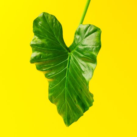 Green tropical leaf on yellow background