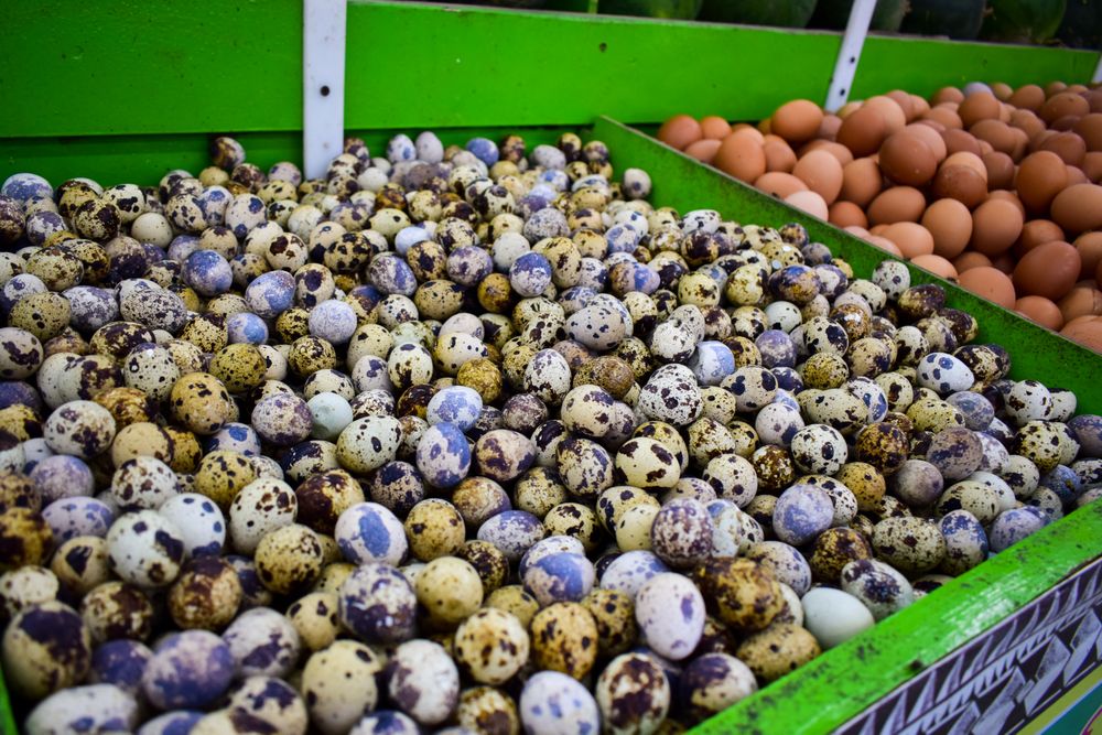 Quail eggs for sale in market