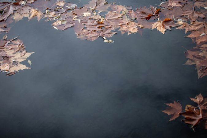 Fallen leaves floating on water