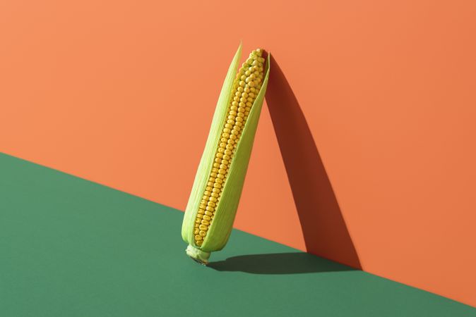 Corn minimalist isolated on colored backgrounds