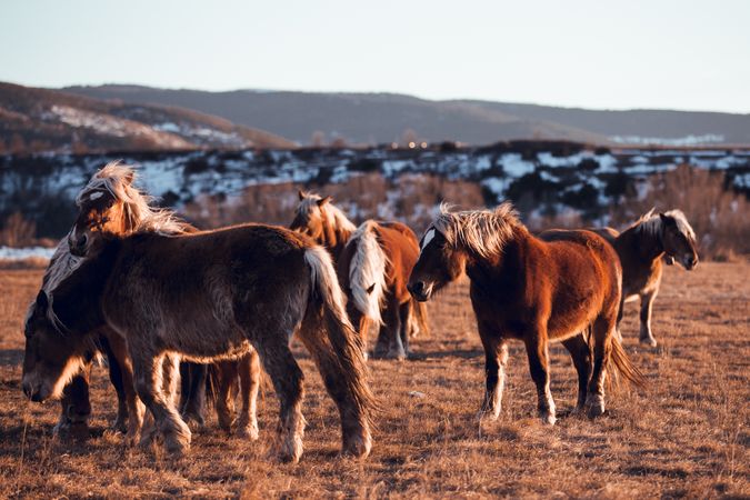 Wild horses pasturing on field near hills
