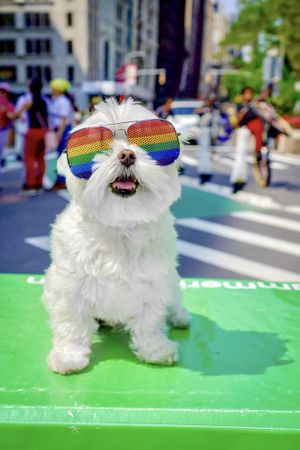Bichon dog wearing rainbow glasses