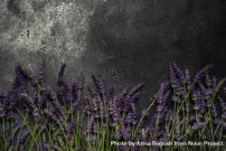 Fresh lavender flowers on a dark surface 4NEa1l