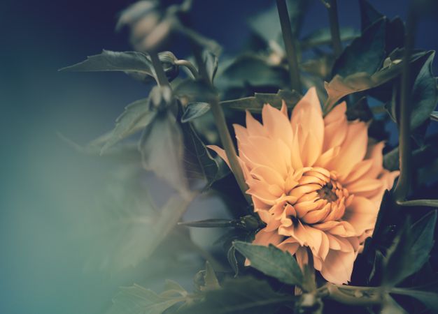 Pretty flower growing in garden