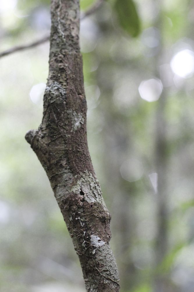 Bark gecko on tree trunk