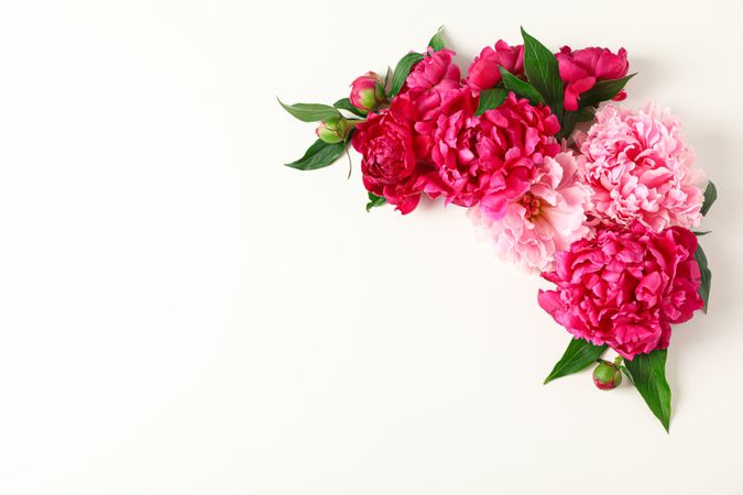 Flat lay composition with beautiful peonies on light background, space for text and top view