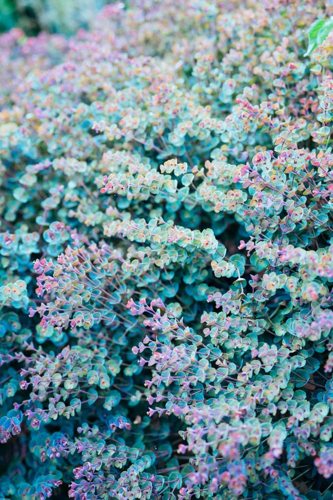 Green and purple blossoms on succulent