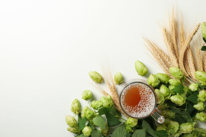 Wheat, hop and beer on light background