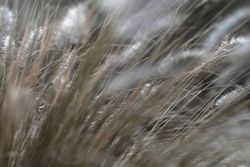 Meadow with dry plants