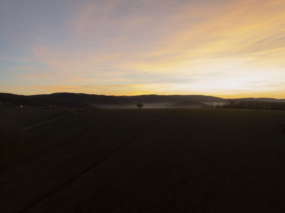Solitary Tree in Misty Field at Sunrise.