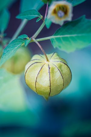 beauty of Physalis angulata, commonly known as ciplukan or ground cherry