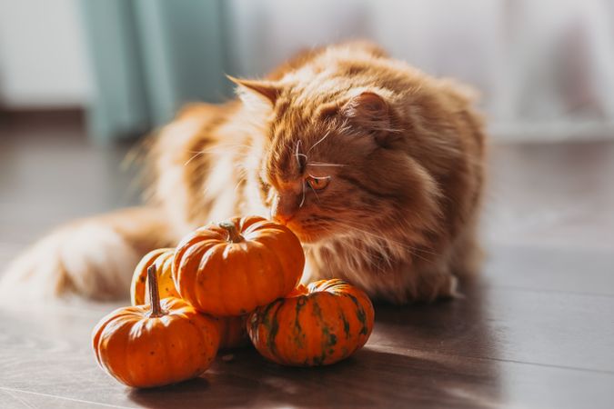 A red cat with an orange pumpkins.  Halloween party concept.