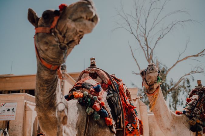 Funny camels in desert