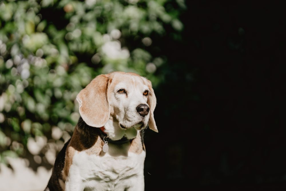 Cute beagle on lawn in yard